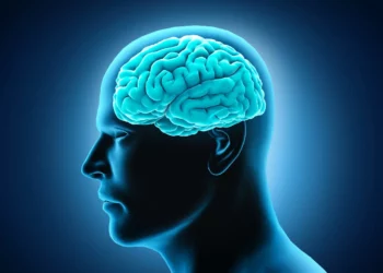 Implantan neuronas humanas en ratas para estudiar enfermedades