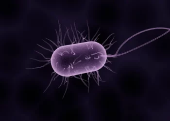 Un antiguo virus revive en el permafrost ruso tras 48.500 años