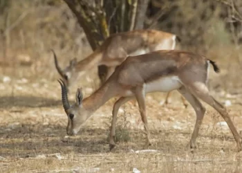 Las gacelas urbanas de Jerusalén se preparan para el invierno