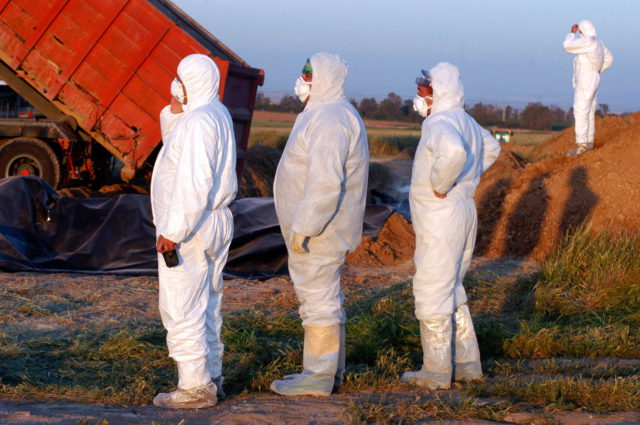 Hallan gripe aviar en el norte de Israel: la misma cepa que el catastrófico brote de 2021