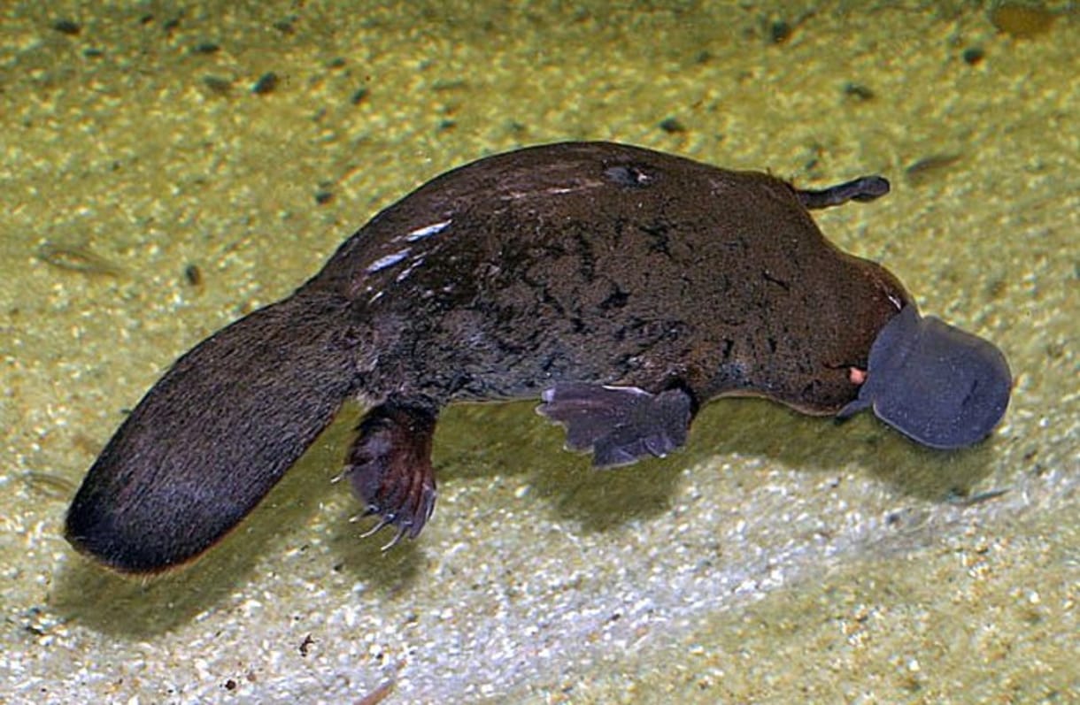 El cromosoma Y podría estar desapareciendo en los humanos