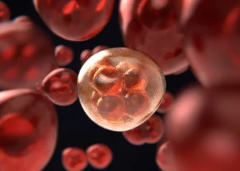 El cromosoma Y podría estar desapareciendo en los humanos