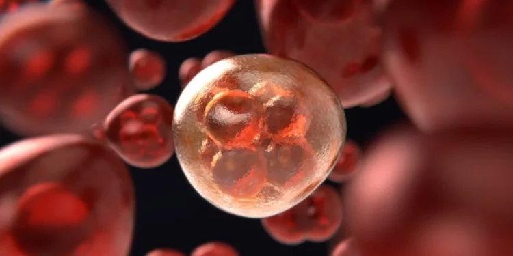 El cromosoma Y podría estar desapareciendo en los humanos