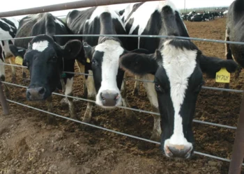 Palestinos acusan a Israel de entrenar “vacas espía”
