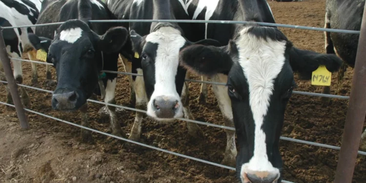 Palestinos acusan a Israel de entrenar “vacas espía”