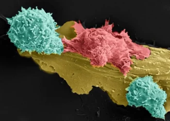 La Asociación Israelí contra el Cáncer afirma que es posible erradicar el cáncer de cuello uterino