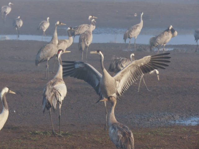 Las grullas del valle del Hula, en Israel, se preparan para desplazarse a sus hábitats de invernada