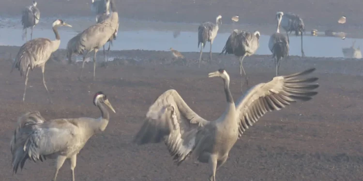 Las grullas del valle del Hula, en Israel, se preparan para desplazarse a sus hábitats de invernada