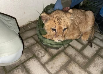 Policía israelí recata a un cachorro de león utilizado para videos de Tik Tok