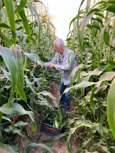 Empresa israelí propone una alternativa natural a los fertilizantes tóxicos para los cultivos