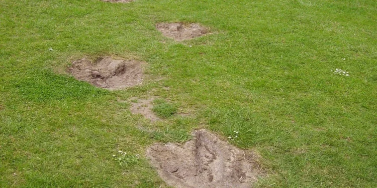 Descubren la huella de dinosaurio más grande del mundo en Inglaterra