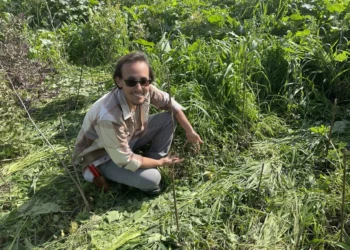 Los árboles israelíes crecen en un abarrotado bosque de estilo japonés