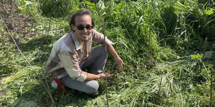 Los árboles israelíes crecen en un abarrotado bosque de estilo japonés