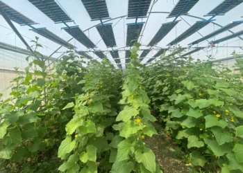 Empresa israelí busca suministrar energía limpia a los invernaderos