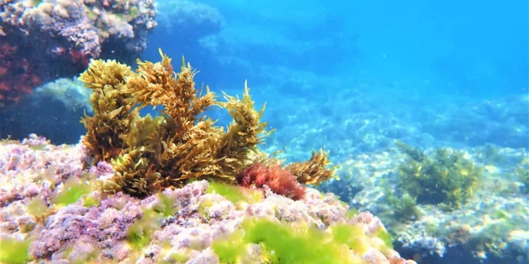 La tecnología israelí de las “superalgas” produce compuestos naturales y medicinas a partir del mar