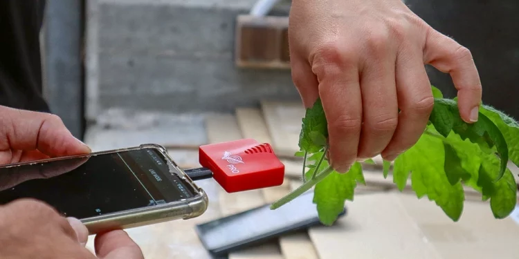 Las plantas también “hablan”: sorprendente descubrimiento de científicos de Israel
