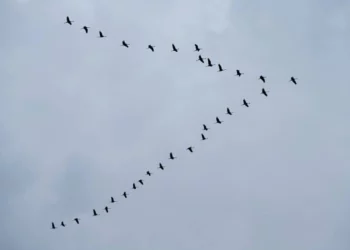 Descenso en el número de grullas hibernantes en el valle de Hula
