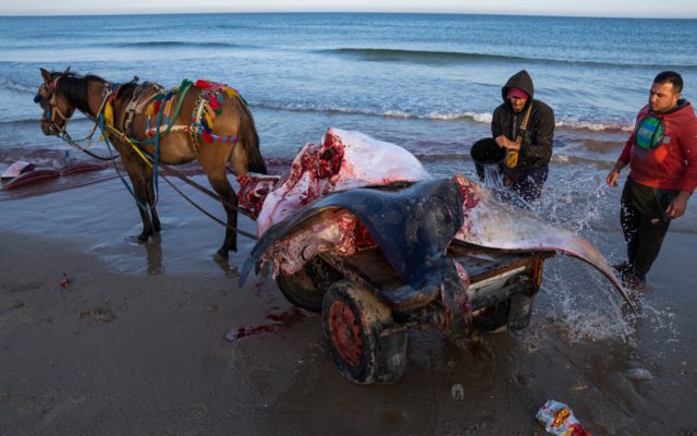 Pescadores de Gaza celebran la captura de decenas de mantarrayas en peligro de extinción