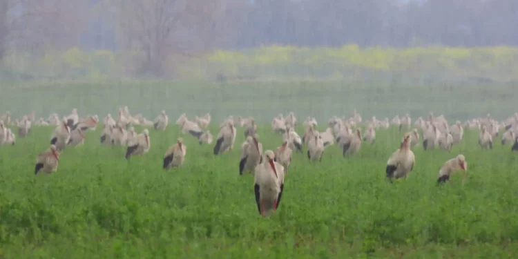 Miles de aves migratorias afectadas por mal tiempo en Israel