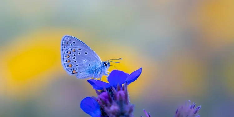 Mariposa azul: el nuevo ícono alado de Israel