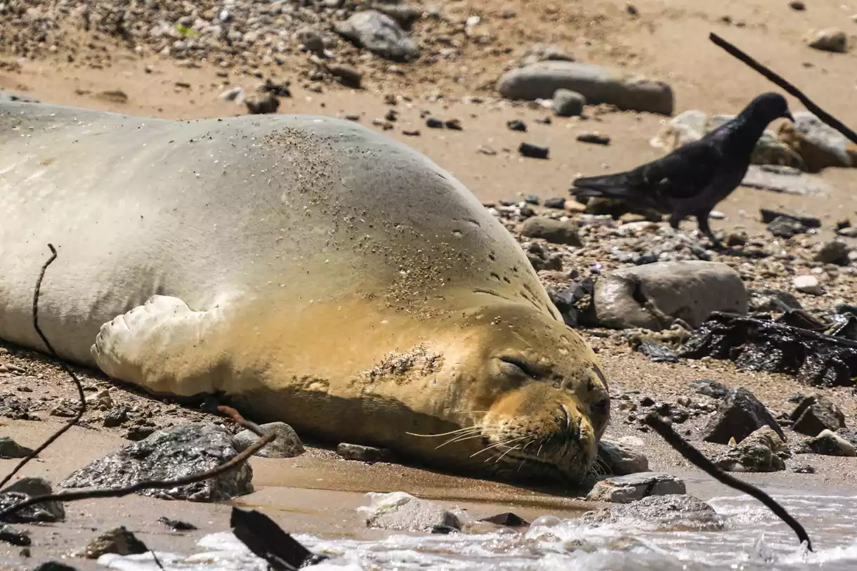 La foca Yulia se asoma por primera vez en las costas de Gaza