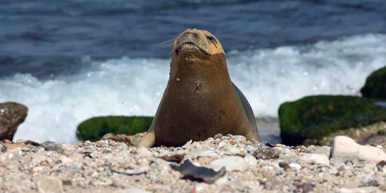 Yulia, la foca monje mediterránea, reaparece en una playa israelí