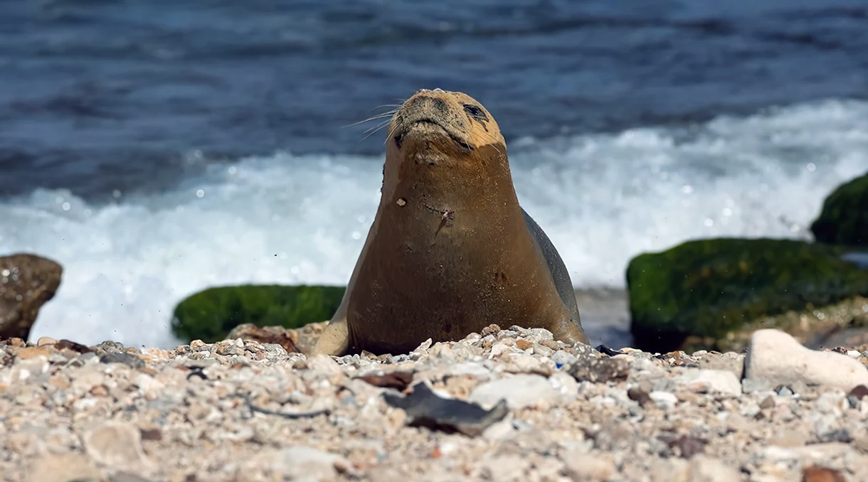 Yulia, la foca monje mediterránea, reaparece en una playa israelí