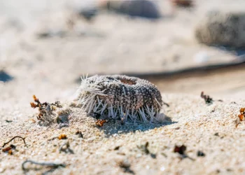 Alerta ambiental en Eilat: Enfermedad mortal diezma población de Erizos y amenaza arrecifes de coral