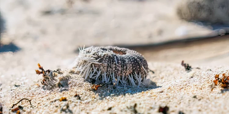 Alerta ambiental en Eilat: Enfermedad mortal diezma población de Erizos y amenaza arrecifes de coral