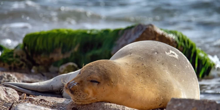 Avistamiento de foca en peligro de extinción en playa israelí