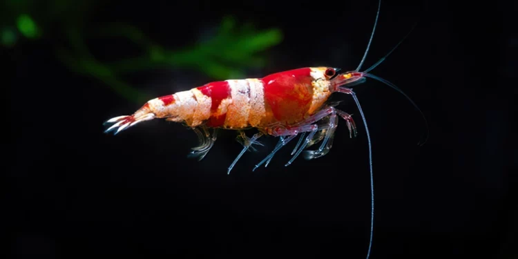 Descubrimiento israelí de blanqueamiento inspirado en gambas de “Buscando a Nemo”