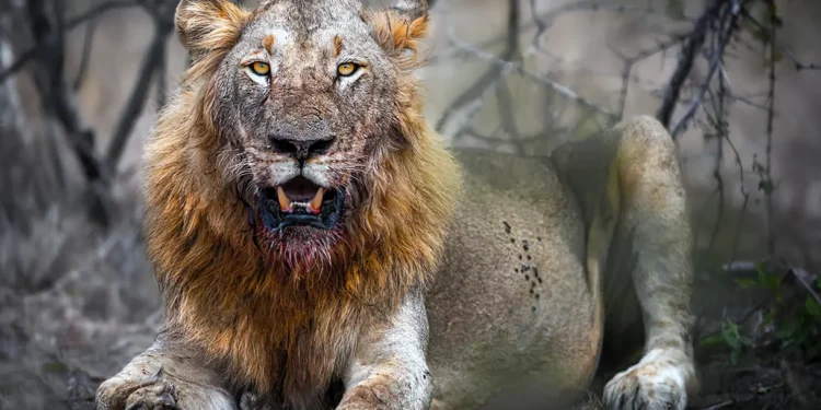 Tragedia en zoológico de Gaza: niño de 6 años devorado por león