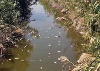 Posible envenenamiento de peces en el mar de Galilea bajo investigación