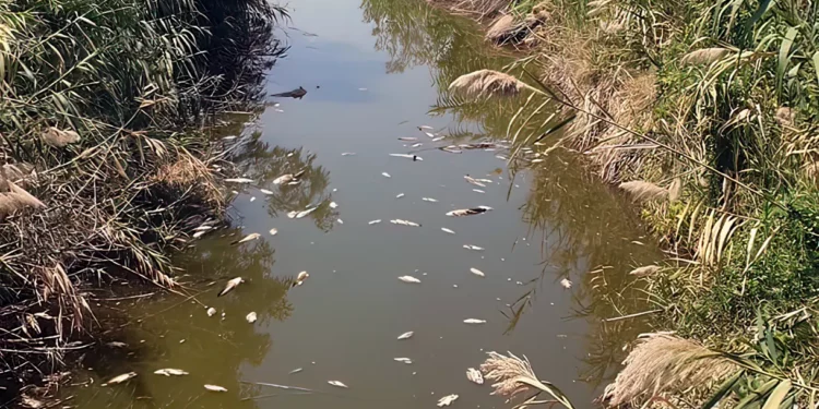 Posible envenenamiento de peces en el mar de Galilea bajo investigación