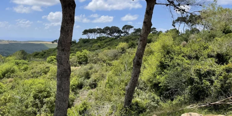 Prevención de incendios forestales en Israel: un esfuerzo conjunto