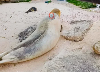 La foca Yulia parece dirigirse de Gaza a Egipto