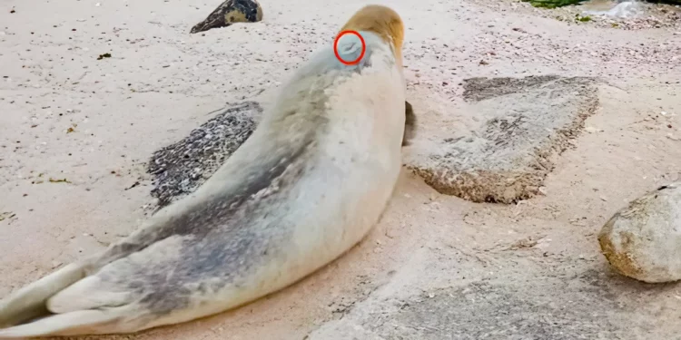 La foca Yulia parece dirigirse de Gaza a Egipto