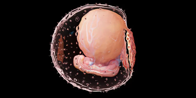 Embrión sintético: sin espermatozoides ni óvulos