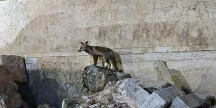 Zorro en el Monte del Templo desata debates sobre profecías