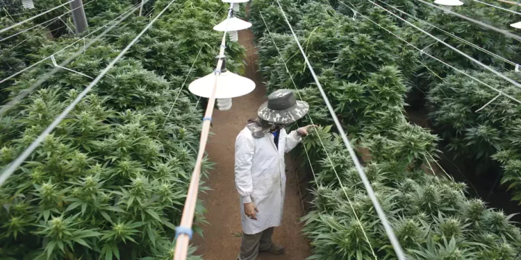 Policía de Israel incauta 137.000 plantas de cannabis