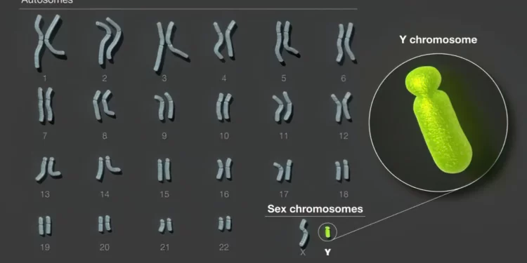 Cromosoma Y humano: Científicos publican la primera secuencia completa