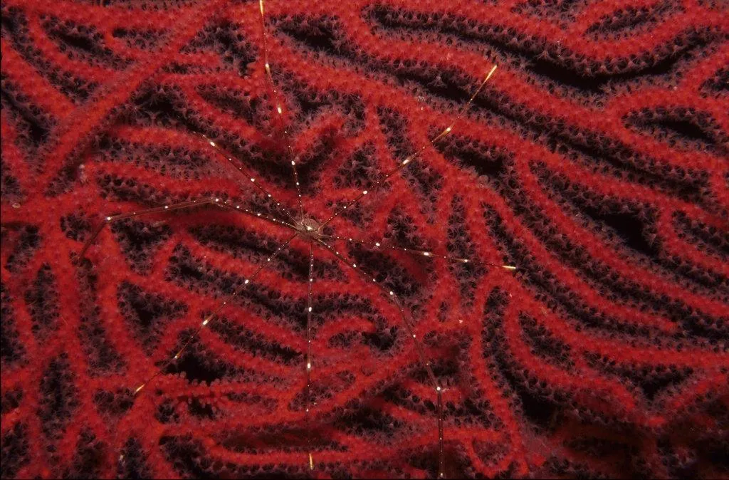 Una araña marina sobre una gorgonia en Fiyi. Crédito: De la cuenta de Flickr de Derek Keats