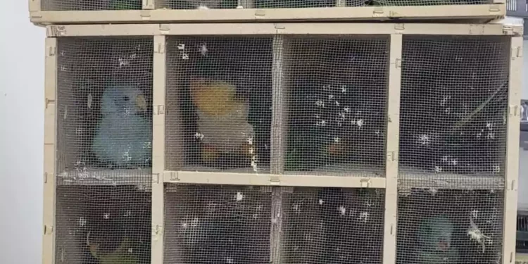 Israel frustra intento de contrabando de aves exóticas