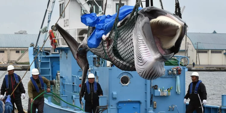 Conflicto EE. UU.-Japón por caza de ballenas tensiona pacto indopacífico