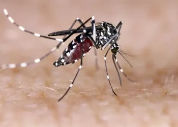 Mosquitos con el virus del Nilo Occidental en el sur de Israel