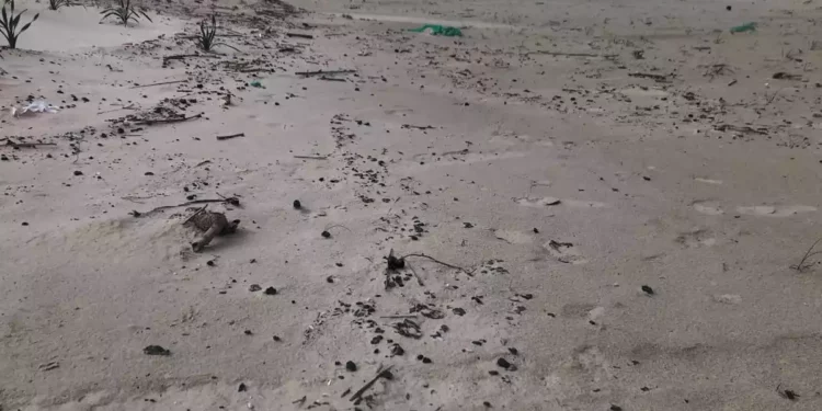 Decesos por ahogamiento en playas no autorizadas de Israel