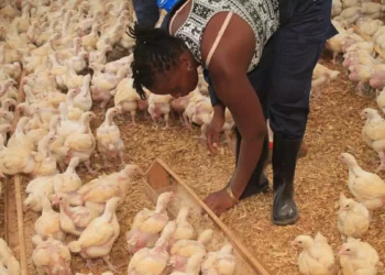 Judíos en Uganda combaten el hambre con agricultura inteligente