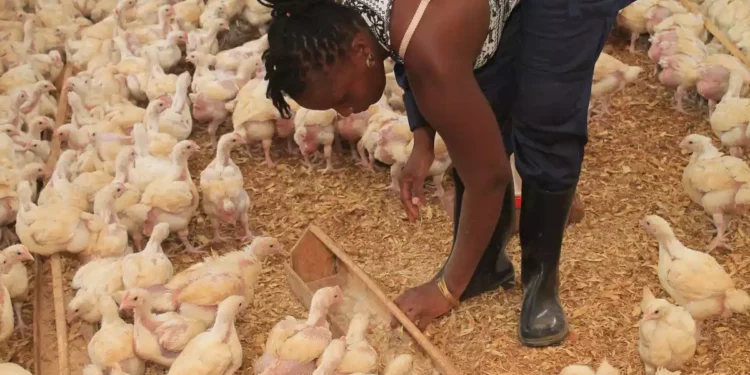 Judíos en Uganda combaten el hambre con agricultura inteligente