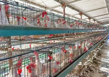 Miles de pollos mueren en Israel por ola de calor