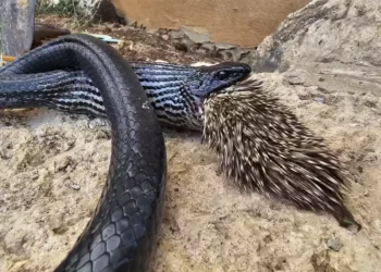 Enorme serpiente en Israel muere al intentar tragar un puercoespín